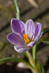 Fototapeta premium crocus close up
