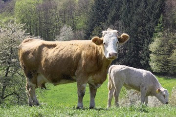 Fototapeta premium Kuh und Kalb