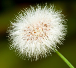 Closeup of a dandelion in full bloom and ready to fly