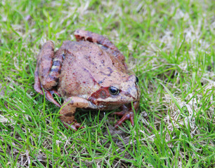 A close up of the toad among grass.