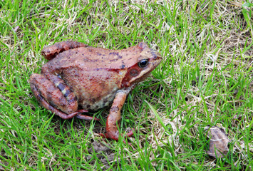 A close up of the toad among grass.