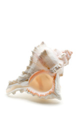 Obraz na płótnie Canvas Sea shell