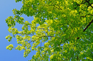 green leaves chestnut