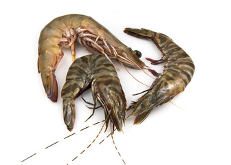 Raw tiger and banana prawns on a white background