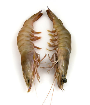 Pair of banana prawns, uncooked and fresh from the ocean