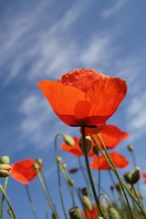 Mohn im Sonnenschein