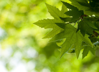 green leaves, shallow focus
