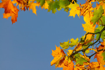 autumn leafs