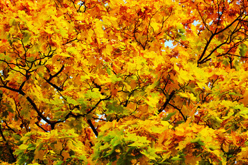 autumn leafs