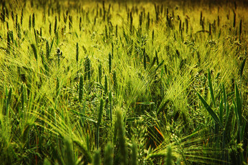 corn filed