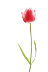 Red Tulip