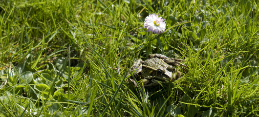 Frosch mit Gänseblümchen