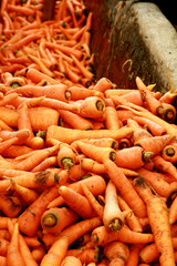 carrot vegetables harvest