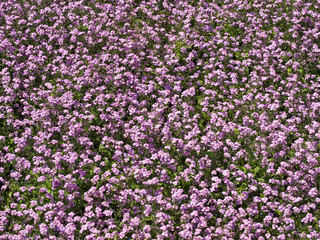 Obraz premium pink flowers