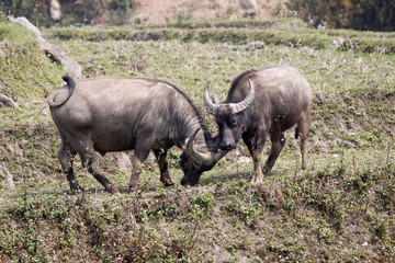 Obraz premium kämpfende Wasserbüffel