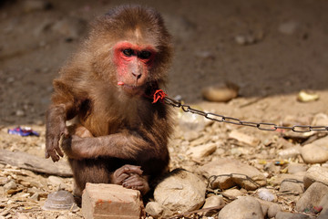 Affe an der Kette - Tierquälerei