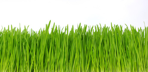 grass on white