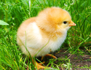 chicken