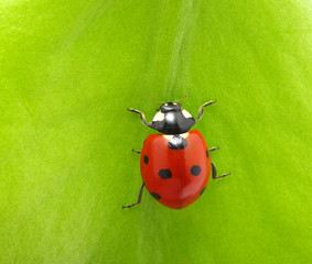 ladybird