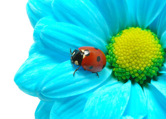 ladybug on flower