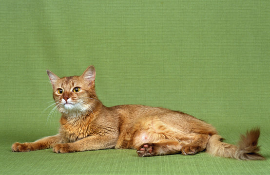 chat somali &eacute;tendu sur fond vert