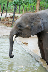 the balck elephant at the wildlife park