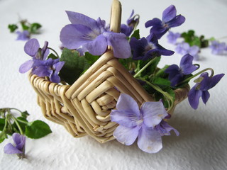 Gesammelte Duftveilchen, Viola adorata