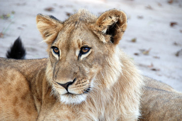 leone nel parco Chobe