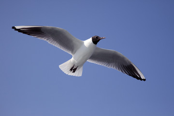青空を飛ぶ夏羽のユリカモメ