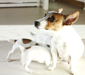 jack russel terrier