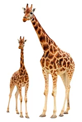 Crédence de cuisine en verre imprimé Girafe Deux girafes - isolés