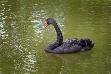 Swimming Black swan
