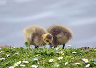 Gosling