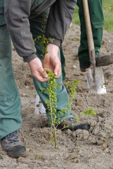 Galabau Obstbaum wir eingepflanzt