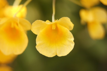 Orchid