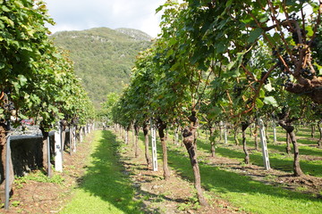 Fototapeta na wymiar Grapevines in vineyard