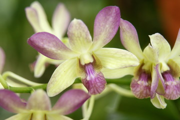 Orchid