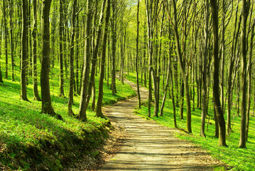 Fototapeta premium forest