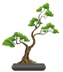 Bonsai tree illustration. Nature art