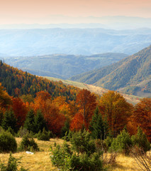 Autumn Foliage