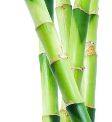 Bamboo