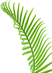 feuille de palmier-sagoutier, fond blanc
