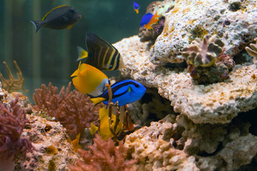 Fototapeta na wymiar life in aquarium