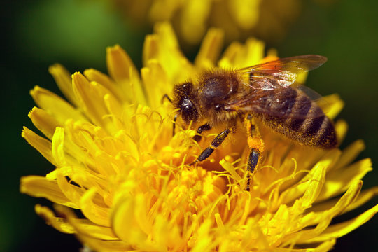 bee on yellow bloom