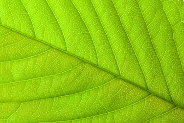 green leaf