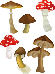 Wood mushrooms