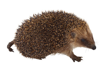 European Hedgehog