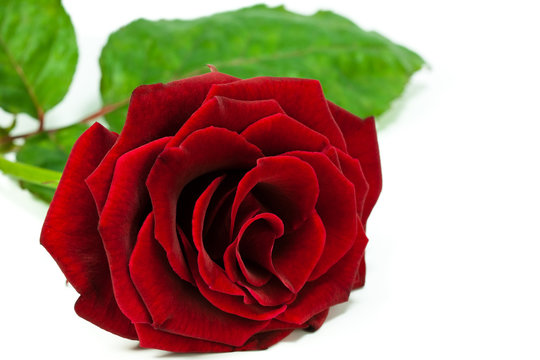 rote Rose auf weißem Hintergrund