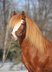 welsh pony, Portrait