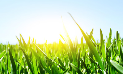 Fototapeta premium Grass